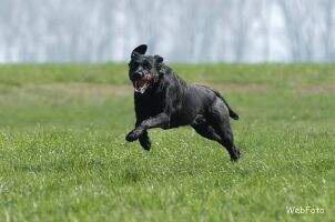 Ravenhill's Tailwagging A'Nell Ravenhill's Tailwagging A'Nell