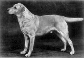 DualCh Staindrop Saighdear