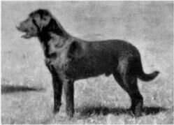 FTCh Grouseadee (son of Scotney Kinsman) FTCh Grouseadee (son of Scotney Kinsman)