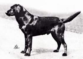 Dual CH Bramshaw Dual CH Bramshaw