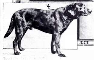 DualCh Titus of Whitmore DualCh Titus of Whitmore