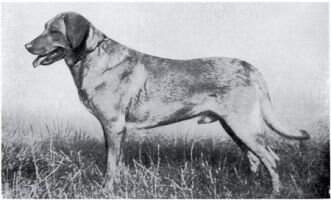 Golden Morn (Chum of Boghurst x Golden Dawn) Ft.W. Golden Morn (Chum of Boghurst x Golden Dawn) Ft.W.