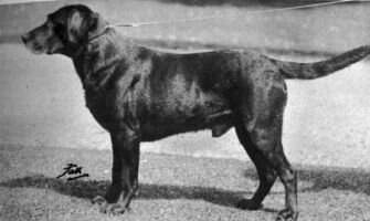 DualCh Banchory Painter (prev. L'ile Buster Bill)