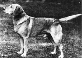 Badgery Richard (formerly Herbrand) Badgery Richard (formerly Herbrand)