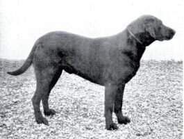 Wolferton Dan Wolferton Dan