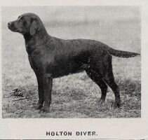 Holton Diver Ft.W. Holton Diver Ft.W.