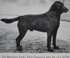 Banchory Lucky Ft.W Banchory Lucky Ft.W