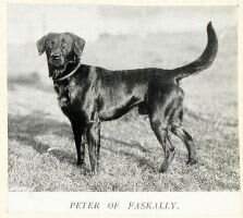 Eng.Nat.Ft.Ch. Peter of Faskally
