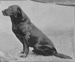 Munden Sovereign (1902)