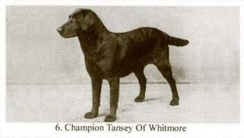 GB.Ch. Tansey of Whitmore