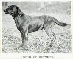 FTCh Peter of Whitmore