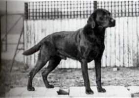 John of Sandylands (1938, KCSB 0049YY) John of Sandylands (1938, KCSB 0049YY)