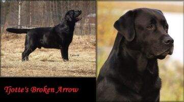 NO CH SE CH WVW'08 SV'01'07'08 NV'06 Tjotte's Broken Arrow