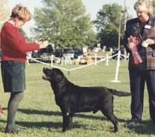 Banner's Wenwood Obleo Arrow