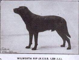 Wilworth Rip Wilworth Rip