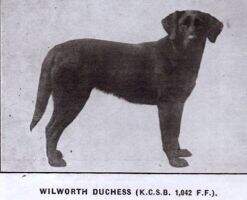 Wilworth Duchess Wilworth Duchess