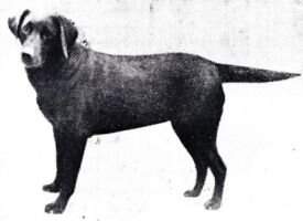 DualCh Lochar Nessie DualCh Lochar Nessie