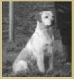 Poolstead Precious Pearl Poolstead Precious Pearl