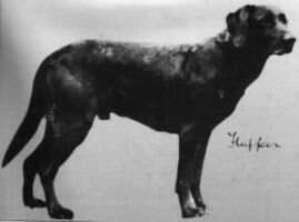 FTCh Flapper (Barnett's Stag x Bates Betsay)