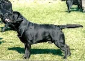 Dickendall Davaron Gable Dickendall Davaron Gable