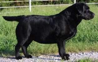 Wolvercote Gaity Girl Wolvercote Gaity Girl