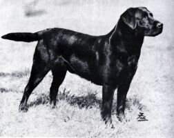Holton Baron Holton Baron