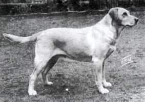 Poolstead Kinley Willow