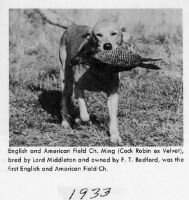 GB Am.F.T.Ch. Ming (KCSB 1793QQ) GB Am.F.T.Ch. Ming (KCSB 1793QQ)