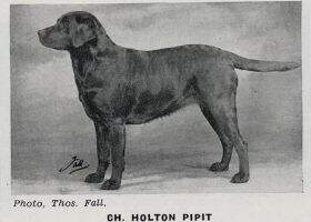 Holton Pipit Holton Pipit