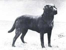 Cookridge Tango
