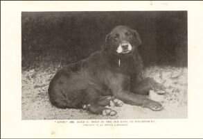 Buccleuch Avon (1885)