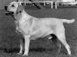 Trenow Brigadier Trenow Brigadier