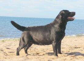 BISS. RBISS. Ch. ChPan. Ch Vermuth Aquila of Mady