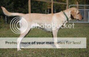 Eromit's Kimber Surprise DS DM AS HDJ HDS ATD AGDC OD-SP CW-SP