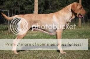 Eromit's Xtrema Retrieva SGDC Eromit's Xtrema Retrieva SGDC