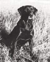 Jubilashus T. C. Malarky