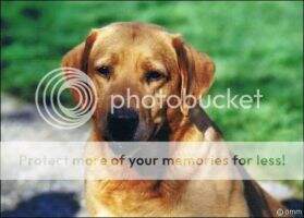 FTCh Flashmount Socrates