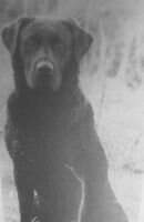 IT FTCh Black Bullock IT FTCh Black Bullock