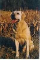 HRCH Sundee's Yukon Jack MH*** HRCH Sundee's Yukon Jack MH***