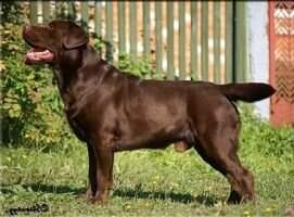 C.I.B RU CH FIN MVA BG MVA BY CH UA CH Stenveyz Get Popular