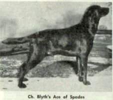 Dual CH Blyth's Ace Of Spades Dual CH Blyth's Ace Of Spades
