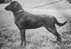 Mansel's Belle Chienne / Belle Chienne Mansel's Belle Chienne / Belle Chienne