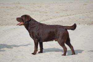 CHIB Cedarwoods Mogambo