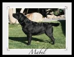 Saddlehill Cinderhill Ready Willing N Mabel