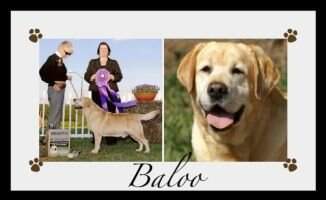 CH Sure Shot's Baloo