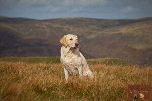 ChTf Haredale Tarn