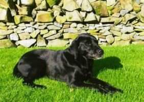 FTCh Bracken of Berrybrae