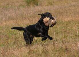 FTCH Blackthorn Racer FTCH Blackthorn Racer