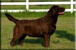 Big Sky's Sable Big Sky's Sable