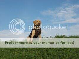 Rebel's Hunter of Wasatch Natl Dock Dog Elite, Lead Guide Dog